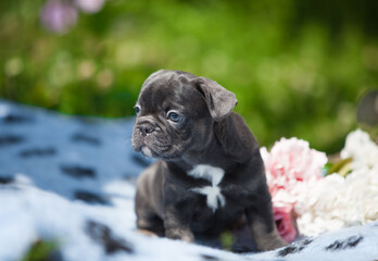 French bulldog puppy and flowers