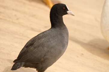 Eurasian coot Fulica atra. Cabecita or Tamarganche dam. Vallehermoso. La Gomera. Canary Islands. Spain.