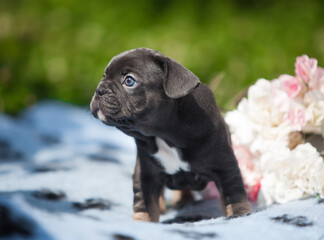 French bulldog puppy and flowers