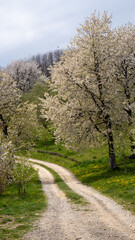 Obraz premium road in the woods