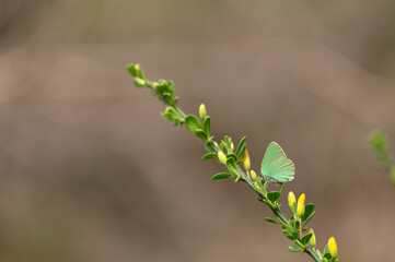 Callophrys rubi - Green hairstreak - Th&eacute;cla de la Ronce -Argus vert