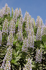 Shrub of Echium acanthocarpum in flower. Orone Protected Landscape. La Gomera. Canary Islands. Spain.