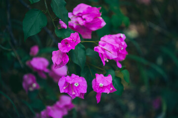 pink flowers in the garden