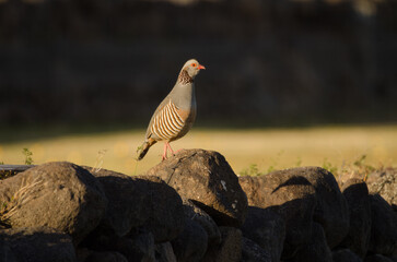 Barbary partridge Alectoris barbara koenigi. Alajero. La Gomera. Canary Islands. Spain.
