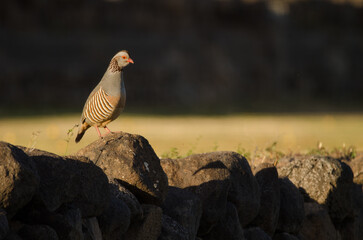 Barbary partridge Alectoris barbara koenigi. Alajero. La Gomera. Canary Islands. Spain.
