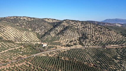 survol des champs d'oliviers (oliveraies), hacienda et village blanc en Andalousie dans le sud de...