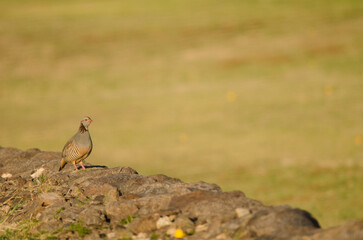 Barbary partridge Alectoris barbara koenigi. Alajero. La Gomera. Canary Islands. Spain.