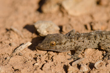 Gomero wall gecko Tarentola gomerensis. Vallehermoso. La Gomera. Canary Islands. Spain.