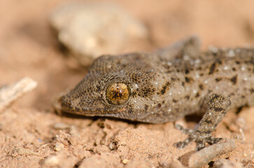 Gomero wall gecko Tarentola gomerensis. Vallehermoso. La Gomera. Canary Islands. Spain.