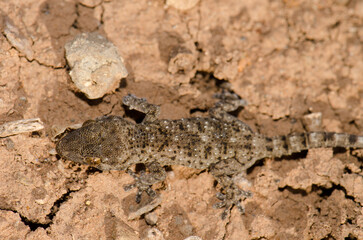 Gomero wall gecko Tarentola gomerensis. Vallehermoso. La Gomera. Canary Islands. Spain.