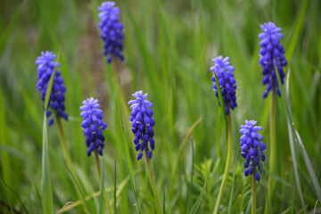 Viper onion, or Mouse hyacinth (lut. Muscári) on a spring day in the garden against a green background of grass.