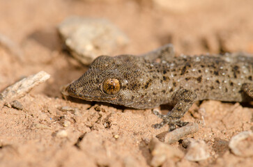 Gomero wall gecko Tarentola gomerensis. Vallehermoso. La Gomera. Canary Islands. Spain.