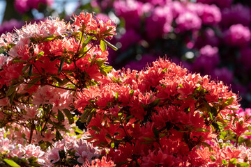 Fototapeta premium Stunning orange rhododendron flowers, photographed in spring at Temple Gardens, Langley Park near Slough, west London UK. 