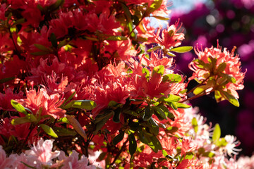 Stunning orange rhododendron flowers, photographed in spring at Temple Gardens, Langley Park near Slough, west London UK.

