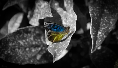 #butterfly #insect #pray #ukrain #war #insect #nature #blackandwhite #blue #yellow #peace 