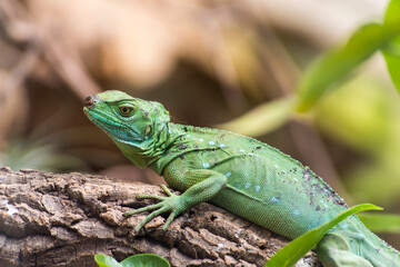 A picture of a lizard