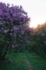 Obraz premium Blooming Purple lilac trees in spring garden. abstract green natural background. floral spring season concept. freshness aroma, harmony of nature