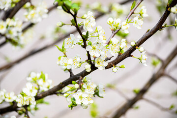 The cherry has blossomed. Beautiful spring cherry flowers in the garden. Gardening.