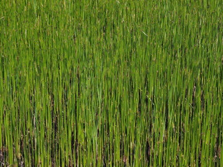 closeup of marshland grass