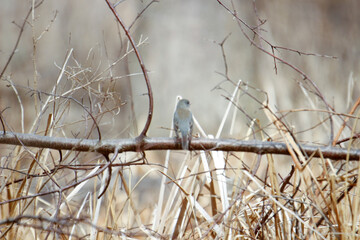 Fototapeta premium A small song bird in the forest