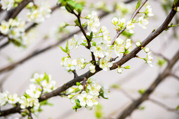 Obraz premium The cherry has blossomed. Beautiful spring cherry flowers in the garden. Gardening.