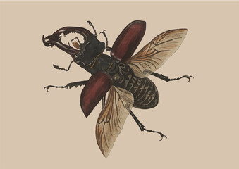 Lucanidae illustration