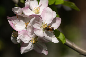 Abeille Européenne sur pommier
