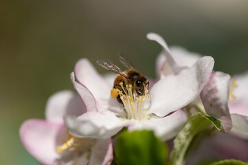 Abeille Européenne sur pommier