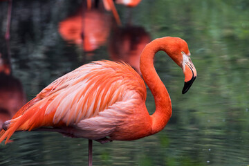 A picture of pink flamingos - obrazy, fototapety, plakaty
