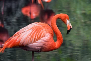 Fotobehang A picture of pink flamingos © ScubaDiver