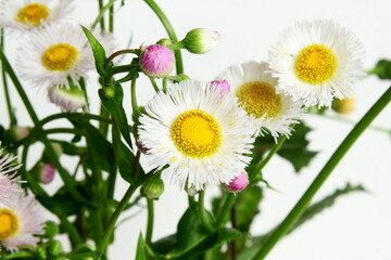 beautiful white daisy wildflower blossoms isolated on white background