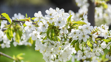 The cherry has blossomed. Beautiful spring cherry flowers in the garden. Gardening.