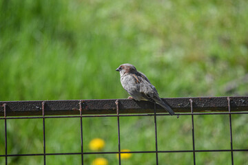 A sparrow sits on a metal fence in a park on a sunny day.