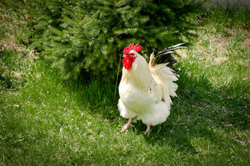 rooster feeding on rural barnyard on green grass. Hens on backyard in free range poultry eco farm. poultry farming concept.chicken coop in sunny summer day