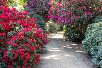 Fototapeta na wymiar Tunnel of brightly coloured pink rhododendron flowers, photographed in late spring in Temple Gardens, Langley Park, Slough UK.