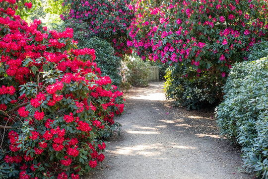 Tunnel of brightly coloured pink rhododendron flowers, photographed in late spring in Temple Gardens, Langley Park, Slough UK.