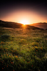 Golden State Poppies In Open Field During Sunset