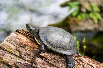 A picture of turtle