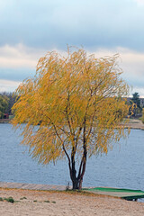 Young little willow with yellow leaves on the river bank. Cloudy autumn day tree near the water. City beach in windy weather.