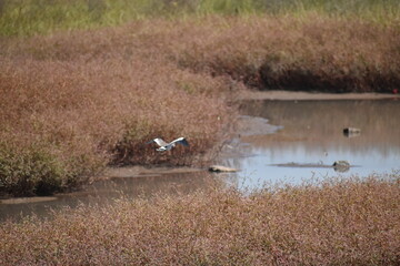 reeds in the water