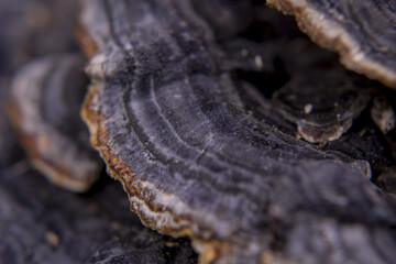 Abstract Wood Textures surface background closeup