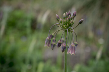 Allium siculum honey sicilian lily garlic flowers in bloom