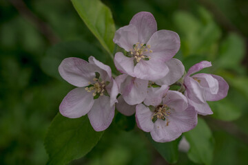Obraz na płótnie Canvas Apple blossom on apple tree. Close-up.