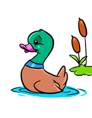 Duck drake swim pond Animal character cartoon illustration