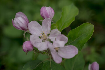 Fototapeta na wymiar Apple blossom on apple tree. Close-up.