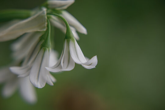 Close up of a three cornered leek allium triquetrum flower in bloom