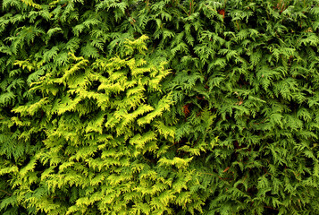 plant background. thuja texture. natural green fence