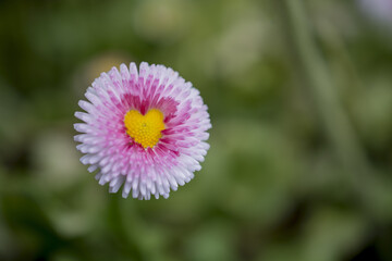 Close up of Pink Pom Pom Daisies Bellis perennis © Golden Shark
