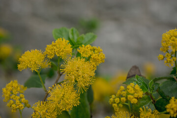 Close up of yellow acacia mimosa trees on the nature