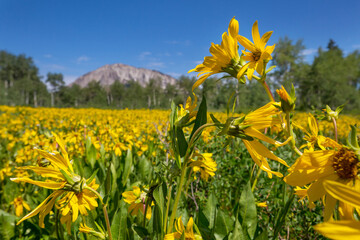 Mountains meadow